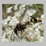 Eumenes sp - Pillenwespe 01d.jpg